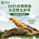 La primera calabaza de Ayishe Tibet de Cordyceps sinensis frescos y salvajes en Nagqu, Tíbet en 2025, transporte de aire y cajas de regalo para productos nutricionales para ancianos. Hierba fresca salvaje 0.5g/raíz 50