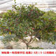 Mysterious fruit seedlings bloom in all seasons and bear fruit in the same year. The fruit seedlings turn into sweet potted plantings in Dongguan for 13 years. 6 and a half years. 5012. Under 15cm.
