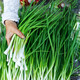[Shouhe] semis d'oignon shouguang avec semis de racine semis de semis ciboulias shouguang graines d'oignon à la maison plantant balcon jardin shouguang graine d'oignon 1050 shouguang oignon graines graines