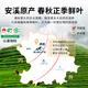 惠聚春秋安溪特级铁观音大师茶叶新茶礼盒装送礼长辈领导高档浓香型乌龙茶