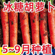 Nine-inch three-red carrots, summer and autumn heat-resistant and cold-resistant fruits and vegetables, radish, crispy and sweet for all seasons, garden carrots for all seasons, nine-inch carrot seeds, new varieties, high-quality varieties, 2 packs, about 2066 seeds
