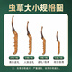 Tibetan Authentic Tibetan High-altitude Cordyceps Gift Box tonic for the first stage of the Cordyceps gift for elders and parents [Economic and self-use] 5 sticks/g-10 grams-50 sticks [Special discount]