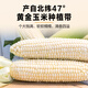 Xibei Youmiancun yellow glutinous peeled corn soup 1.5kg (300g*5 bags) heated instant breakfast instant breakfast coarse grain porridge meal replacement