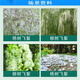 Taibang 4% gibberellic acid catkins and poplar catkins inhibitor eliminator willow and poplar catkins to prevent flowering and fruiting 10ml*50