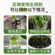 Correction Hualeduo powerful rooting powder plant rapid rooting liquid cutting tree transplanting strong seedlings water-soluble fertilizer flower rooting agent 500g