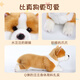 Komet Corgi dog plush toy doll doll ornaments pillow New Year's gift Valentine's Day birthday gift for children