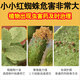 Special medicine to kill red spider mites, citrus tree red spider insecticide to kill thorn rose flowers, red spider mite medicine 2 bottles