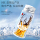 Tongrentang Brand Beijing Tongrentang Fresh Cordyceps Cordyceps Cordyceps Boîte-cadeau Fresh Cordyceps sans cadeaux de l'herbe cassée pour les aînés 1 boîte 40,5g 3a Cordyceps frais 50 0,8-1 G / T