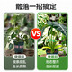 
Monstera plant support pole Flower Phalaenopsis fixed green plant anti-lost gardening flower stand fixture collector [1 set of green] including four sizes