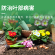 Guoguang carbendazim fungicide flower seedlings fruit and vegetable gardening leaf spot head blight universal sterilization 500g