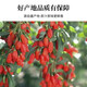 El granjero de Wolfberry de Ningxia se seca Natural Red Wolfberry sin lavar y agua para hacer té nuevo Wolfberry 250g*2 latas