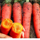Nine-inch three-red carrots, summer and autumn heat-resistant and cold-resistant fruits and vegetables, radish, crispy and sweet for all seasons, garden carrots for all seasons, nine-inch carrot seeds, new varieties, high-quality varieties, 2 packs, about 2066 seeds