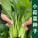 
Green stems and small vegetable seeds in spring and summer, small cabbage, rapeseed, vegetable seeds, green vegetable seeds, all seasons of balcony pot plant #G4B[Xiaoseng seeds] 15931 capsules