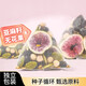 Flaxseed fig tea, female tea, progesterone tea, seed circulation tea, black bean, wolfberry, mulberry tea, 5g*60 packs