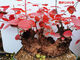 Huangzhu Bonsai natürlicher alter Haufen seltsamer Haufen reife Haufen Peking Xiangshan Rotblatt Stumpf Winter Winter kalt-resistent real huangzhu 3887 Nr. 3887 Kein Topf ohne Topf