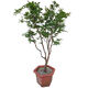 Plántulas de frutas de jiabao Sabah jiabao plántulas de frutas plántulas de frutas de uva con suelo y deja dongguan tienda de 13 años de edad de 7 años sabah 6172 141cm (inclusive) -170cm (inclusive)