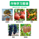 Yiguolingthibenfuron grape tomato fruit tree fruit setting large fruit plant growth regulator expansion agent pesticide 120ml 30ml 4 bottles