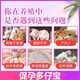 Veterinary pigs, dogs, cows, sheep and rabbits, affectionate pregnancy-promoting multi-baby treasures, affection-inducing female livestock ovulation, mother-fertility feed additives 1 bag price