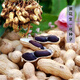 Black peanut seeds, sown in spring and summer, purple and black peanut seeds, black seed peanuts, original peanuts for field use, net weight in shell, Jin Jin equals 0.5 kilograms, 1000 grams