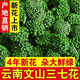 Peking Tongrentang Sanqihua Yunnan Wenshan Special Wild Vierjähriger Pflanze Qihua Health Tee ausgewählt Vierjährige neue Blume 100g