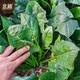 Beishu spinach seeds with large leaves and red roots, winter and spring cold-resistant four-season vegetable seeds, spinach seeds with red roots and large leaves 50g