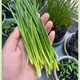 [Shouhe] semis d'oignon shouguang avec semis de racine semis de semis ciboulias shouguang graines d'oignon à la maison plantant balcon jardin shouguang graine d'oignon 1050 shouguang oignon graines graines