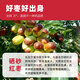 Das authentische Ningxia Special Wolfberry 500G + Ningxia Zhongning Special Selen Sand erster Klasse Jujube 300G