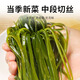 鲸甘郎压缩海带丝干货圆饼昆布即食海洋蔬菜凉拌海带苗嫩特级下饭菜批发 压缩海带丝 尝鲜22g*5片