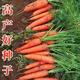 Nine-inch three-red carrots, summer and autumn heat-resistant and cold-resistant fruits and vegetables, radish, crispy and sweet for all seasons, garden carrots for all seasons, nine-inch carrot seeds, new varieties, high-quality varieties, 2 packs, about 2066 seeds