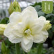 Imported amaryllis seed bulbs, large ball potted flower seedlings, double amaryllis seeds with buds for all seasons, green plants and flowers 8. Elf seed bulb circumference 15-18cm