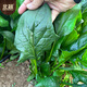Beishu spinach seeds with large leaves and red roots, winter and spring cold-resistant four-season vegetable seeds, spinach seeds with red roots and large leaves 50g