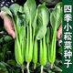 
Green stems and small vegetable seeds in spring and summer, small cabbage, rapeseed, vegetable seeds, green vegetable seeds, all seasons of balcony pot plant #G4B[Xiaoseng seeds] 15931 capsules