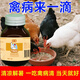 Chicken medicine poultry one drop chicken duck goose cold and diarrhea medicine poultry first aid tablets chicken medicine special effect anti-inflammatory asthma special 8 bottles to eliminate all poultry diseases