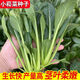 
Green stems and small vegetable seeds in spring and summer, small cabbage, rapeseed, vegetable seeds, green vegetable seeds, all seasons of balcony pot plant #G4B[Xiaoseng seeds] 15931 capsules
