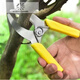 Fruit tree ring grafting shears, girdling shears, girdling shears, girdling shears, grape girdle girdling shears, fruit tree durable yellow girdling shears (no serrations)