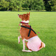 Dono's new pet diaper anti-falling fixed harness shoulder straps elastic adjustable dog physiological pants harness clip M (applicable weight 15-25Jin Jin equals 0.5 kg)
