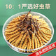 Beijing Tongrentang Quality Tibet Direct Faquenna Cordyceps High-altitude Cordyceps Cordyceps dry goods gift gift 100g gift box 10g canned