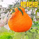 Authentic Sichuan Chunjian tangerine seeds, fruit tree dada tangerine, southern ugly tangerine seeds, planted in the north and south, tangerine seeds, two packs of about 20 pieces