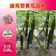Green-fleshed, sweet, crispy melons with many cucumber seeds, shiny, straight, short-handled, densely thorned, high-yielding, disease-resistant, spring and autumn sowing cucumber seeds, Jinshun A6 original 500 capsules, two bags