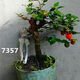 Gold Glühbirne Mutterstapel mit Obst Lieferung einheimische Goldeiggold-Bestellung Goldbirne Native Small Micro Bonsai 7371 20 cm (inklusive) -30 cm (ausgenommen)
