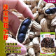 Black peanut seeds, sown in spring and summer, purple and black peanut seeds, black seed peanuts, original peanuts for field use, net weight in shell, Jin Jin equals 0.5 kilograms, 1000 grams