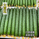 Mini fruit cucumber seeds, heat-resistant and high-yield, spring and summer small cucumber seeds, four-season balcony potted vegetable seeds, 18 large cucumber seedlings
