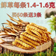 Authentic 2025 first-phase grass fresh Cordyceps sinensis first-crop Cordyceps 0.8g/root fresh Cordyceps SF cold chain delivery Tibetan fresh grass 1.4-1.6g 50 pieces per root and get 3 pieces