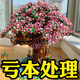 Lego Compatible Friendship Tree House Sakura House Rainbow Girl Series Assampy Blocks Builds Toys for Girls es extremadamente difícil [Versión acrílica] Suzhou Garden 4877 Píldoras / envío