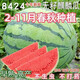 8424 Kirin watermelon seeds, seedless, high-yield rock sugar, lazy watermelon seeds, southern four-season vegetable and fruit seeds, Huayu original color pack, 2 packs, about 100 capsules