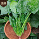 Beishu spinach seeds with large leaves and red roots, winter and spring cold-resistant four-season vegetable seeds, spinach seeds with red roots and large leaves 50g