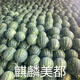 Kirin Meidu watermelon seeds with thin skin, crack-resistant, few seeds, super sweet and crispy 8424 round watermelon Meidu watermelon seeds, 200 pieces original Kirin Meidu