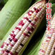 National Approval Super Sweet Colorful Waxy Corn Seeds Flowery Waxy Corn Seeds Colorful Cloud Sweet Waxy Corn Farmers High Yield National Approval Colorful Waxy Corn Seeds 3 packs of about 150 grains