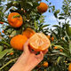 Authentic Sichuan Chunjian tangerine seeds, fruit tree dada tangerine, southern ugly tangerine seeds, planted in the north and south, tangerine seeds, two packs of about 20 pieces