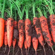 Nine-inch three-red carrots, summer and autumn heat-resistant and cold-resistant fruits and vegetables, radish, crispy and sweet for all seasons, garden carrots for all seasons, nine-inch carrot seeds, new varieties, high-quality varieties, 2 packs, about 2066 seeds